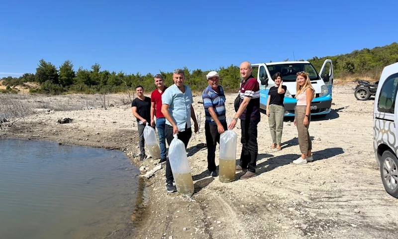 Büyükşehir, Göletlere 30 Bin Adet Yavru Sazan Balığı Bıraktı