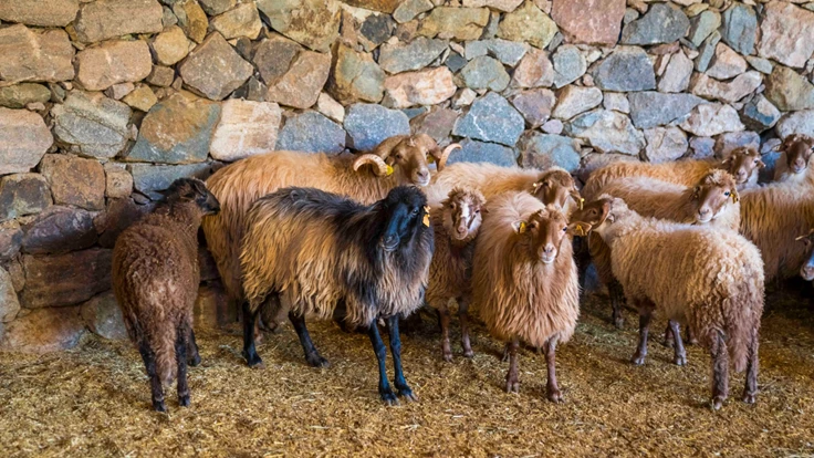 Kaçeli koyunlarının yeni evi Olivelo Yaşayan Parkı