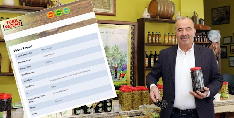 MUDANYA BELEDİYESİ’NDEN TİRİLYE ZEYTİNİ İÇİN COĞRAFİ İŞARET BAŞVURUSU