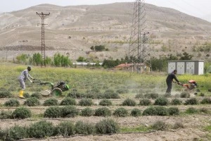 Belediyemiz tarafından dikimi yapılan Lavantaların dip çapası ve yabani ot temizliği yapılıyor