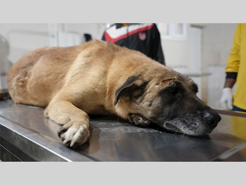 TARSUS’TA ARACIN EZDİĞİ ENGELLİ KÖPEK, TARSUS BELEDİYESİ HAYVAN BAKIMEVİ’NDE EMİN ELLERDE