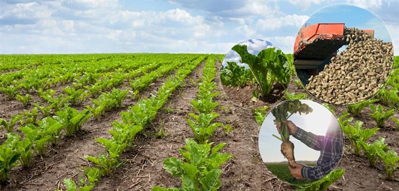 TÜRKİYE’DE İLK KEZ YERLİ ŞEKER PANCARI TOHUMU TESCİL ALDI