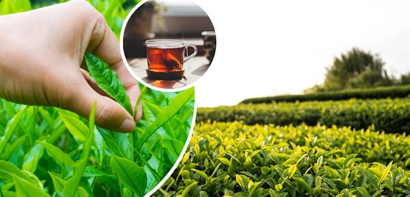 2024 YILI YAŞ ÇAY ALIM FİYATI BELLİ OLDU