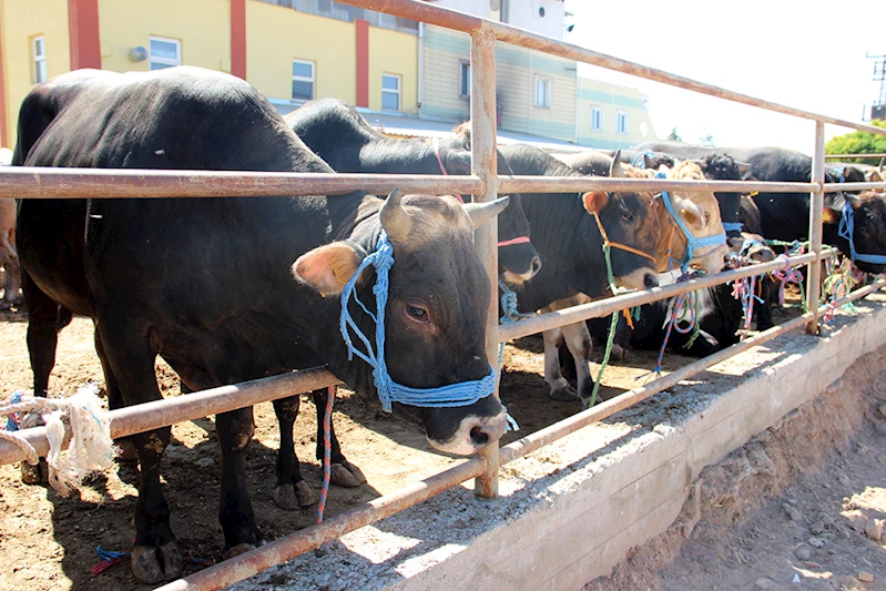 KURBAN PAZARI YER TAHSİSLERİ KURA İLE BELİRLENECEK…