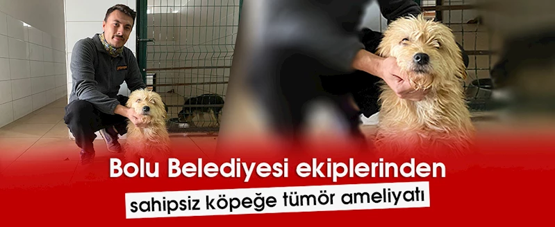 Bolu Belediyesi ekiplerinden sahipsiz köpeğe tümör ameliyatı