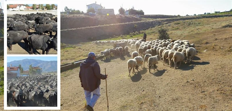 ÇİFTÇİLERE 445 MİLYON LİRALIK TARIMSAL DESTEK ÖDEMESİ YAPILIYOR