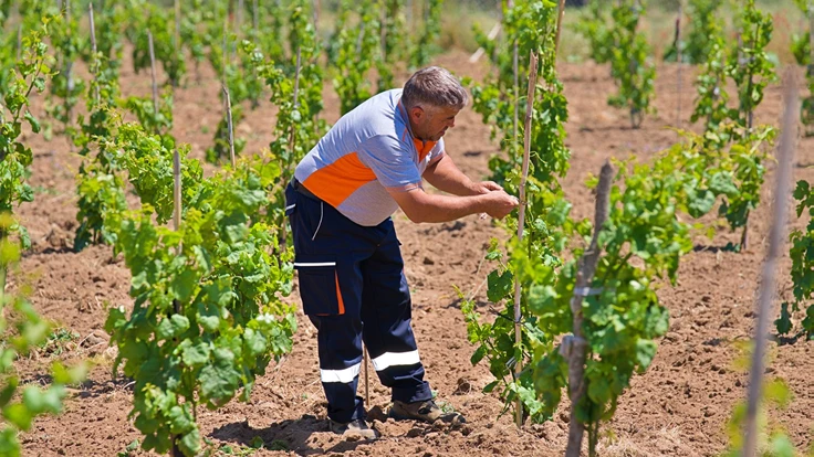 Kozak üzümleri küllerinden doğuyor