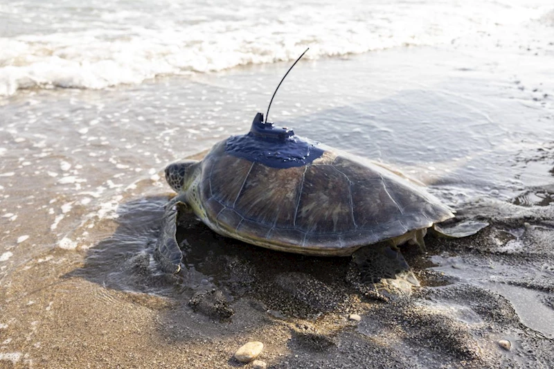 Üzerine Uydu Takip Cihazı Takılan ‘Kızkalesi’ ve ‘Mersin Üniversitesi’ Denize Bırakıldı