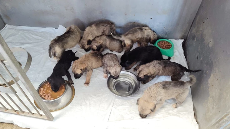 Yangından kurtarılan can dostların bakımı sürüyor