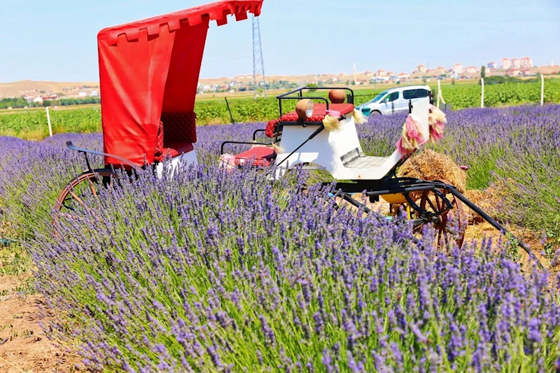AKSARAY BELEDİYESİ LAVANTA BAHÇESİ YENİLENMİŞ YÜZÜYLE YENİ SEZONU CUMARTESİ GÜNÜ AÇIYOR