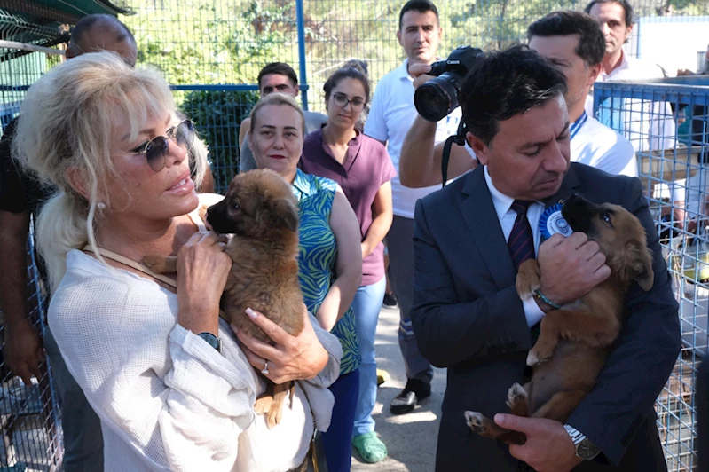 Büyükşehir 3202 Can Dostu Yeni Yuvalarına Kavuşturdu