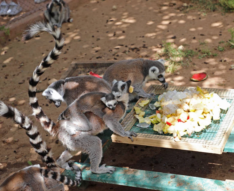Sevimli dostlara kavurucu sıcakta buzlu meyveli serinlik