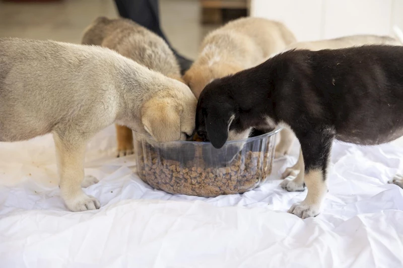Büyükşehir’den Yine Bir İlk: Patili Dostlara Mama Üretim Ünitesi
