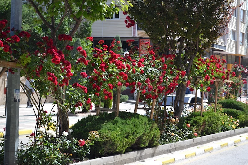 GÜL KOKAN ŞEHİR “YOZGAT”