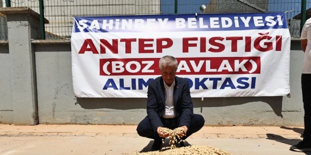 Belediyemiz Fıstık Alımına Başladı