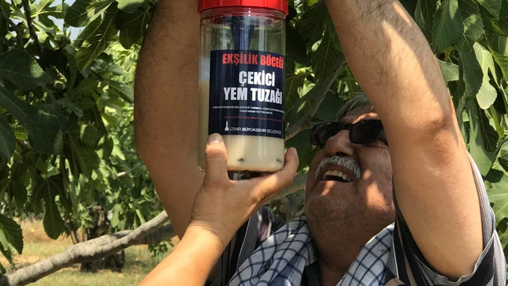 İncirde ekşilik böceği ile doğal mücadele