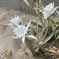 Bursa sahillerinde görülen ‘kum zambakları’ koruma altında