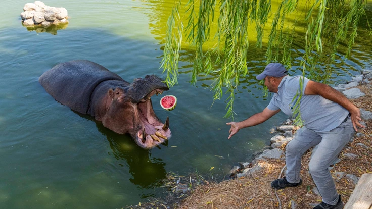 İzmirli çiftçi tarlada kalan karpuzunu hayvanlara bağışladı