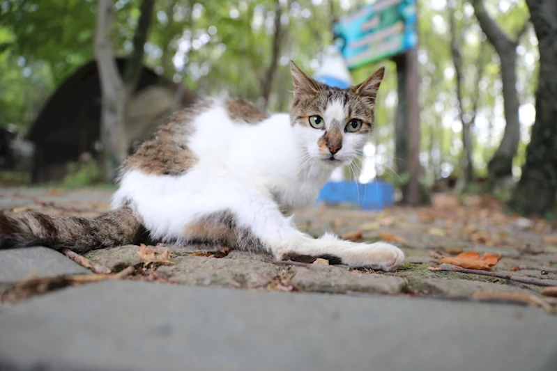 Kedi Kasabası Türkiye’de örnek teşkil ediyor