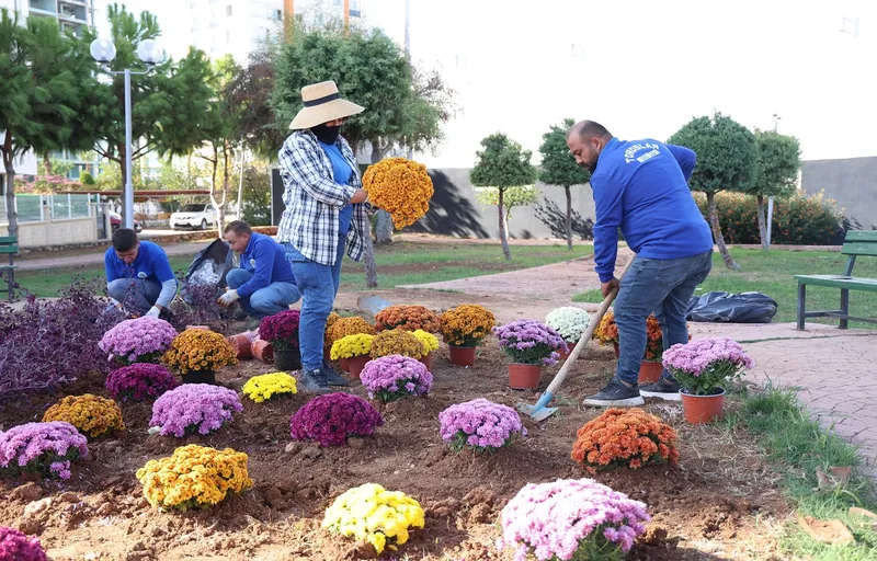 Toroslar Kasımpatı Çiçekleriyle Renklendi