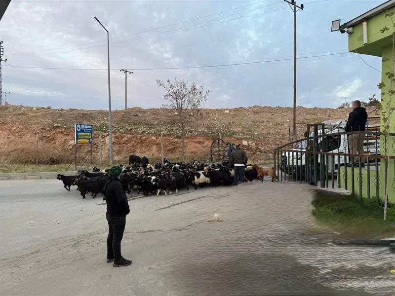 Siirt Hayvan Pazarı Sağlık Kontrolleri Sonrası Yeniden Açıldı