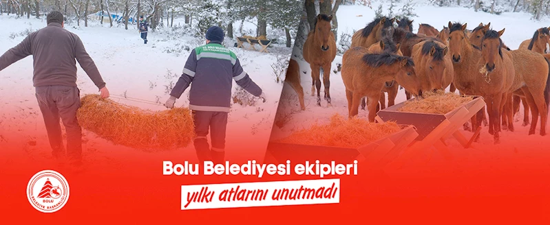 Bolu Belediyesi ekipleri yılkı atlarını unutmadı
