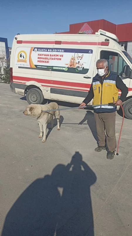Kahta Belediyesi Başıboş Köpekleri Toplamaya Devam Ediyor