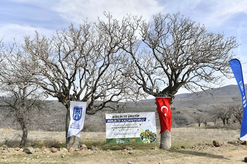 ANKARA’DA YABANİ SAKIZ AĞAÇLARI ANKARA FISTIĞI OLACAK