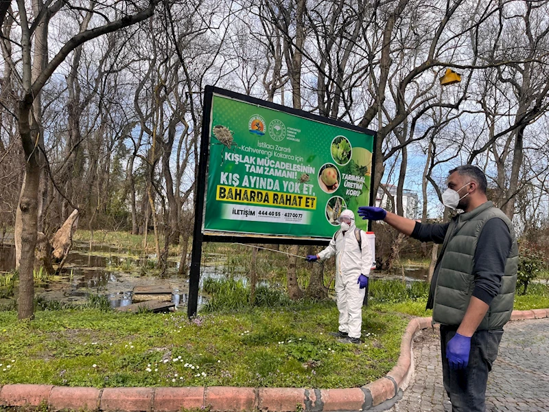 Atakum Belediyesi kokarca böceği ile mücadele çalışmalarına son hız devam ediyor