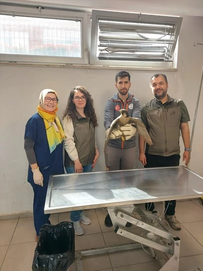 Denizli Büyükşehir Belediyesi yaralı akdoğanı hayata döndürdü