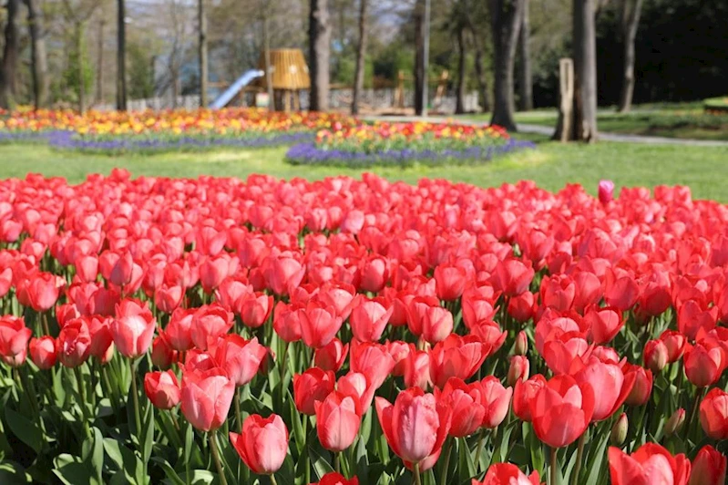İSTANBUL, BAHARI LALELERLE KARŞILIYOR