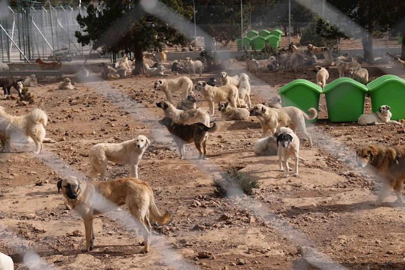 MERAM BELEDİYESİNDEN SAHİPSİZ KÖPEK SORUNUNA İNSANİ VE VİCDANİ ÇÖZÜM