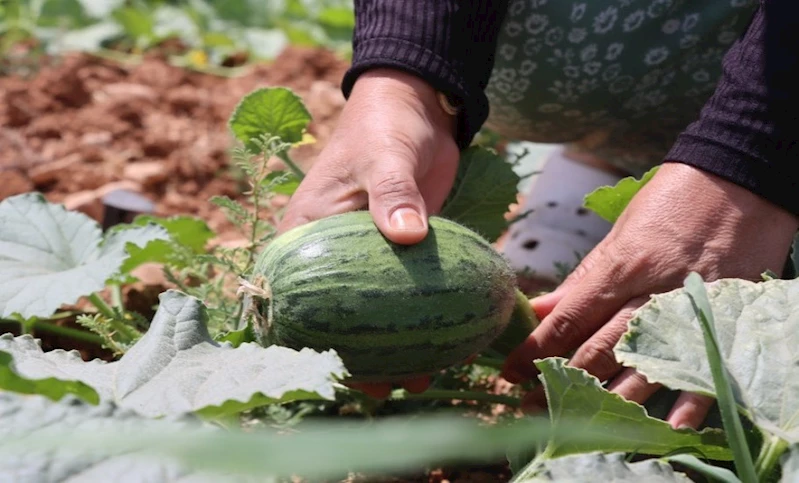 BÜYÜKŞEHİR, İLK ATA TOHUMU HASADINI GERÇEKLEŞTİRDİ