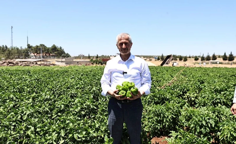 Başkanımız Çiftçilerle Tarlada Patlıcan, Biber Topladı