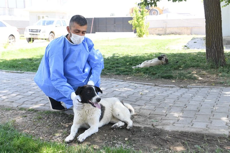 MUŞ BELEDİYESİ  1 AYDA BİN 30 SOKAK HAYVANINI TEDAVİ ETTİ