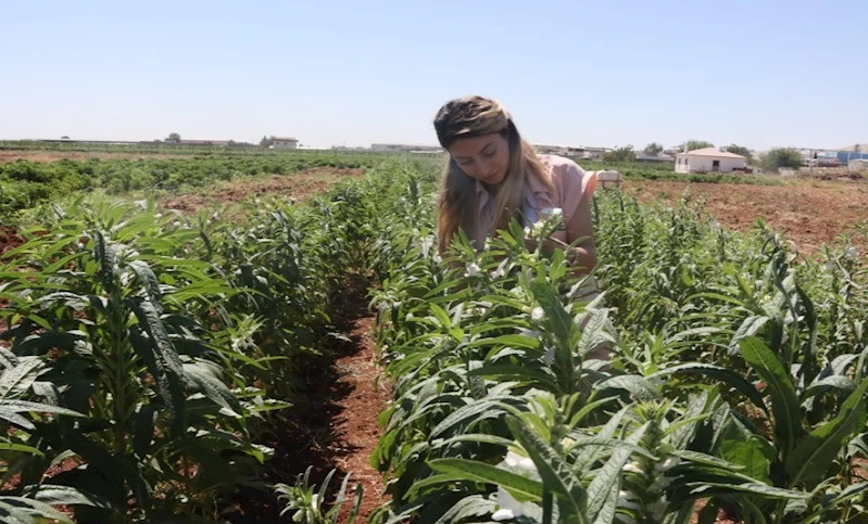 URFA SUSAMI, ŞANLIURFA BÜYÜKŞEHİR BELEDİYESİ İLE YENİDEN HAYAT BULUYOR
