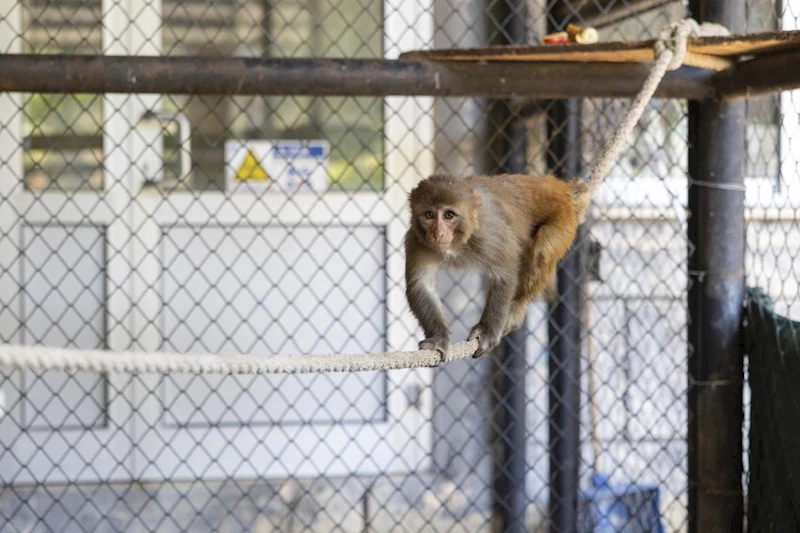 Şiddet Mağduru “Şeker”, Büyükşehir Belediyesi’nin Korumasında