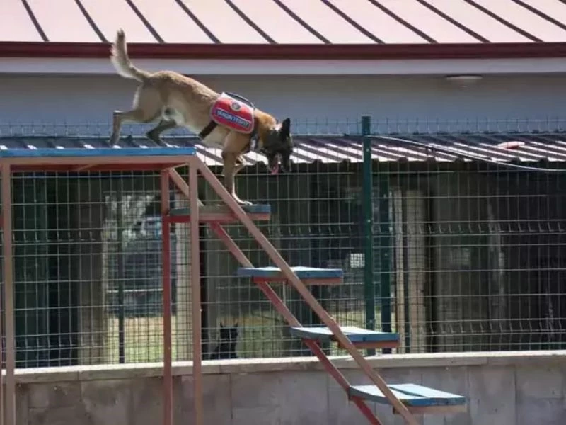 Jandarma Köpeği 