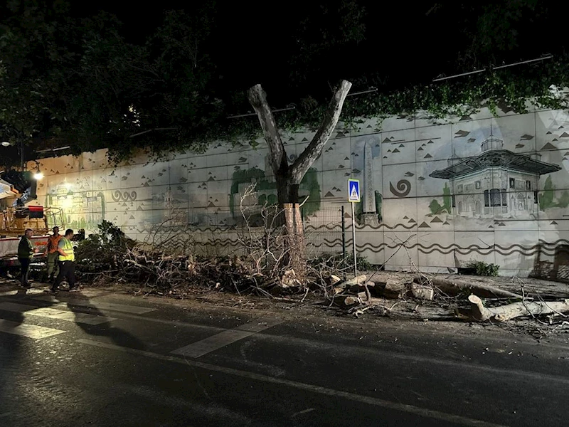 KANSERLİ AĞAÇLARIN KURU DALLARI BUDANDI