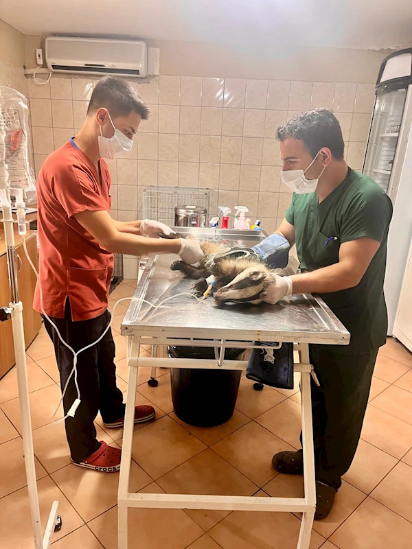 Kuzdere’de bulunan porsuk tedavi altına alındı